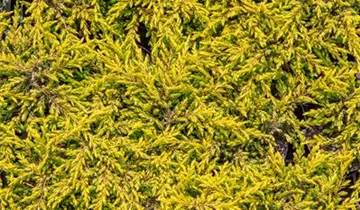 Gew.Wacholder 'Goldschatz'