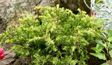 Gew.Wacholder 'Goldschatz'