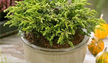 Gew.Wacholder 'Goldschatz'