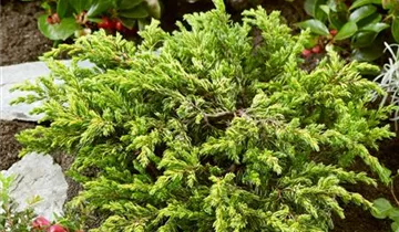 Gew.Wacholder 'Goldschatz'