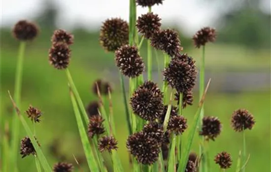 Juncus ensifolius