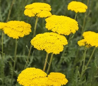 Achillea filipendulina 'Parker'