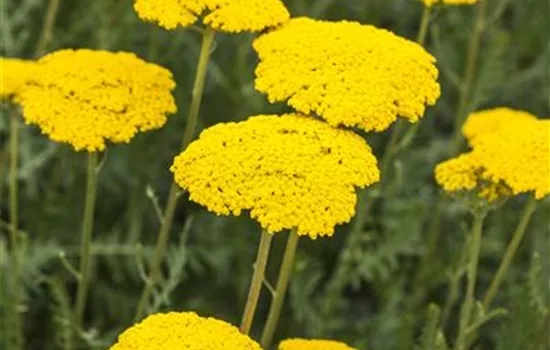 Achillea filipendulina 'Parker'