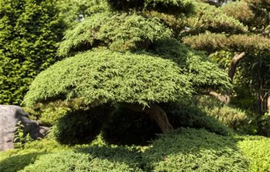 Juniperus chinensis Angelica Blue