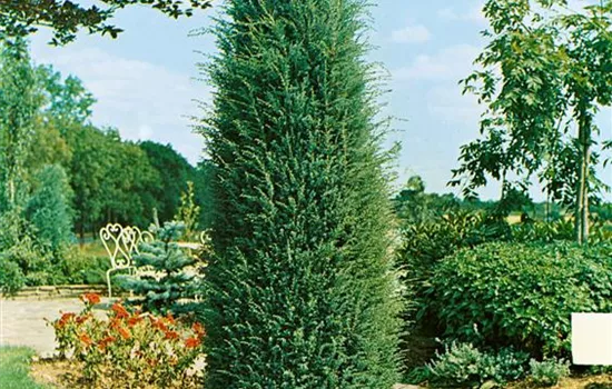 Juniperus communis 'Hibernica'