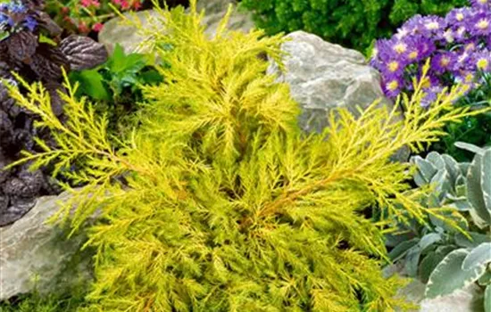 Juniperus chinensis Bakaurea