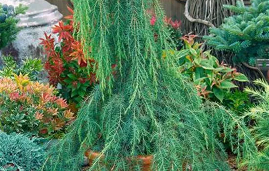 Juniperus communis 'Horstmanns Pendula'