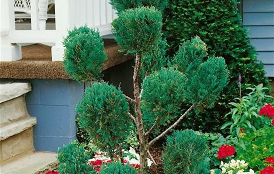 Juniperus chinensis Blue Point