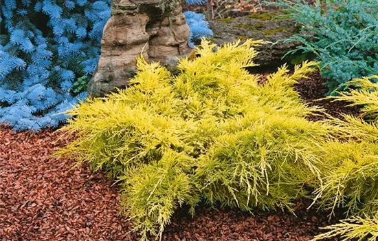 Juniperus chinensis 'Gold Lace'