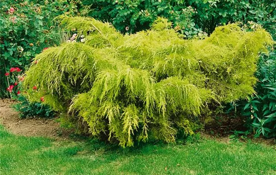 Juniperus chinensis 'Golden Glow'