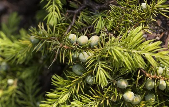 Juniperus conferta 'Allgold'