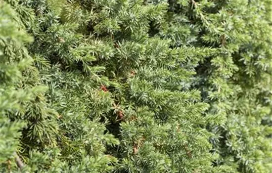 Juniperus conferta 'Blue Pacific'