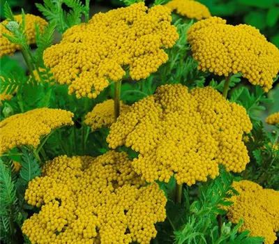 Achillea filipendulina 'Parker's Varietät'