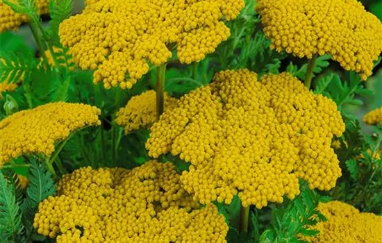 Achillea filipendulina 'Parker's Varietät'