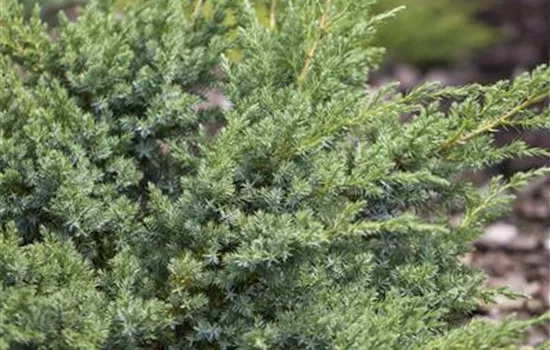 Juniperus horizontalis 'Andorra Compact'