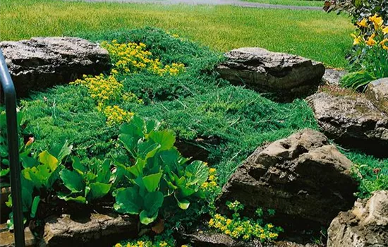 Juniperus horizontalis 'Bar Harbor'