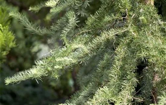 Larix kaempferi 'Diana', Stamm