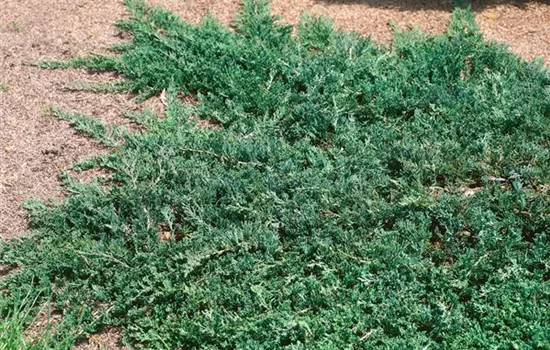 Juniperus horizontalis 'Glauca'