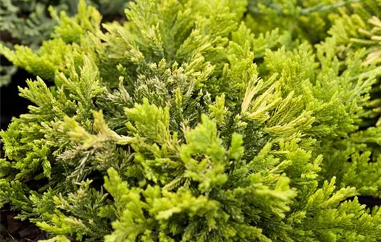 Juniperus horizontalis 'Golden Carpet'