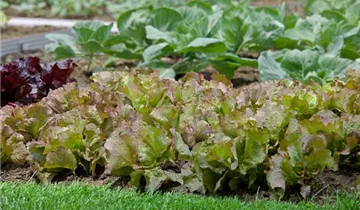 Salat