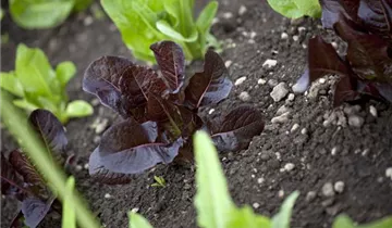 Salat