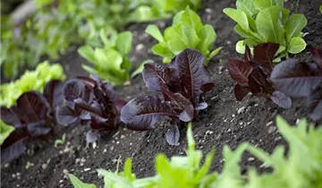 Salat