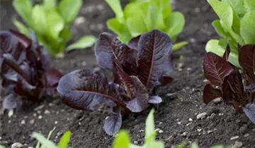 Salat