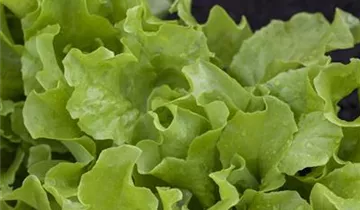 Salat