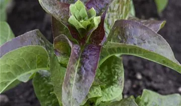 Salat
