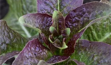 Salat