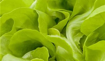 Salat