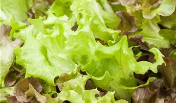 Salat