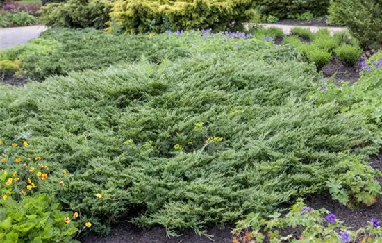 Juniperus horizontalis 'Hughes'