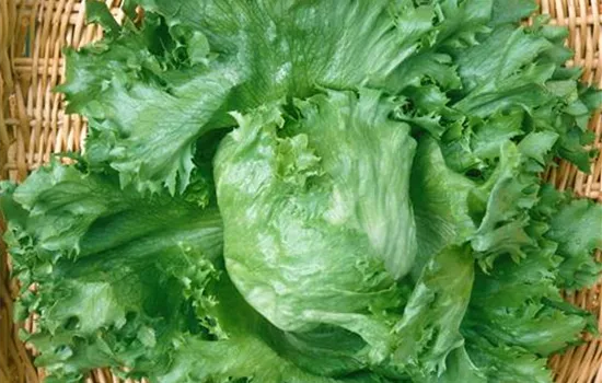 Lactuca sativa capitata 'Eissalat' (Eisbergsalat)