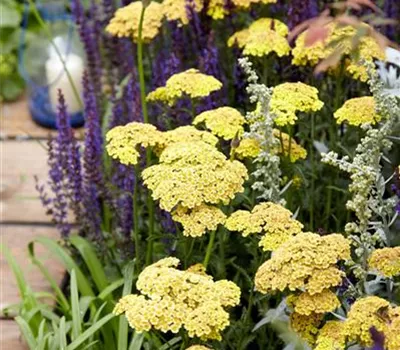 Achillea millefolium