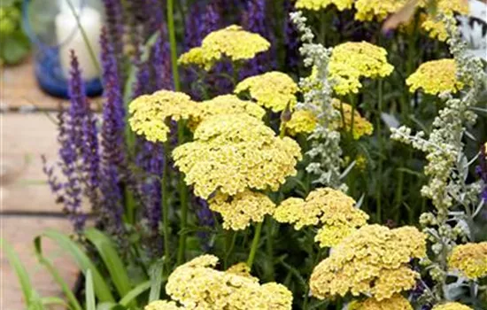 Achillea millefolium