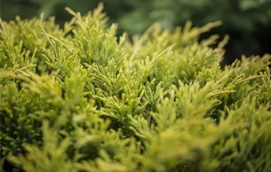 Juniperus horizontalis 'Limeglow'