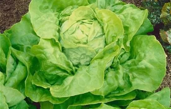 Lactuca sativa capitata 'Unicum' (Eisbergsalat)