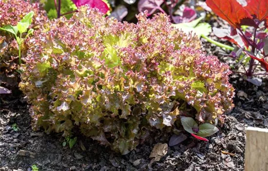 Lactuca sativa crispa 'Lollo Rosso' (Pflücksalat)