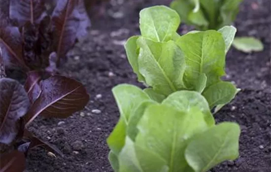 Lactuca sativa var. longifolia