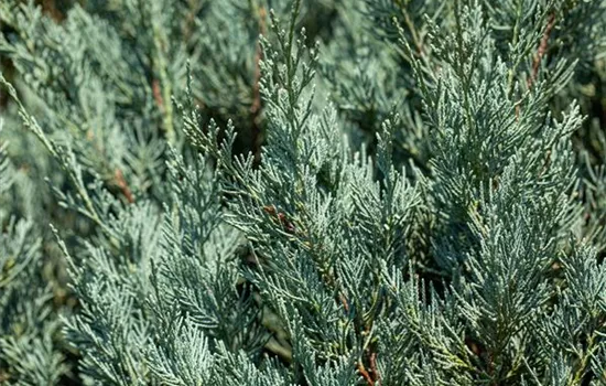 Juniperus sabina Monna