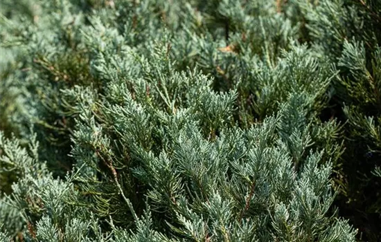 Juniperus sabina 'Tamariscifolia'