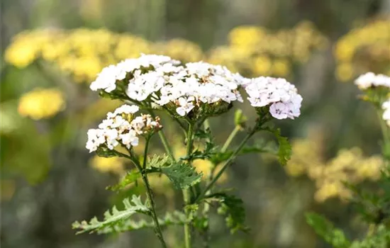 Achillea millefolium Appleblossom