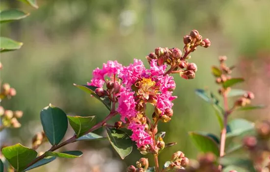 Lagerstroemia 'Hopi'