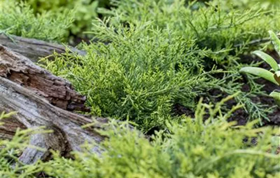 Juniperus sabina 'Rockery Gem'