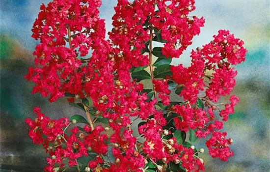 Lagerstroemia indica 'America'