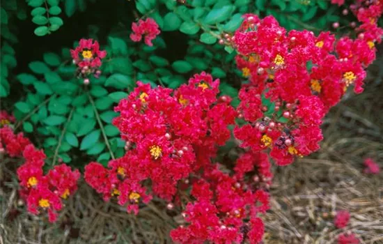 Lagerstroemia indica 'Arapaho'