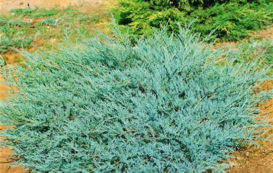 Juniperus virginiana Taylor