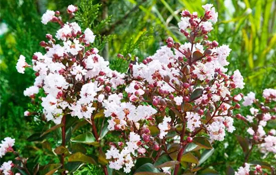 Lagerstroemia indica 'Burgundy Cotton'
