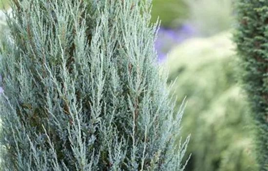 Juniperus scopulorum 'Moonglow'